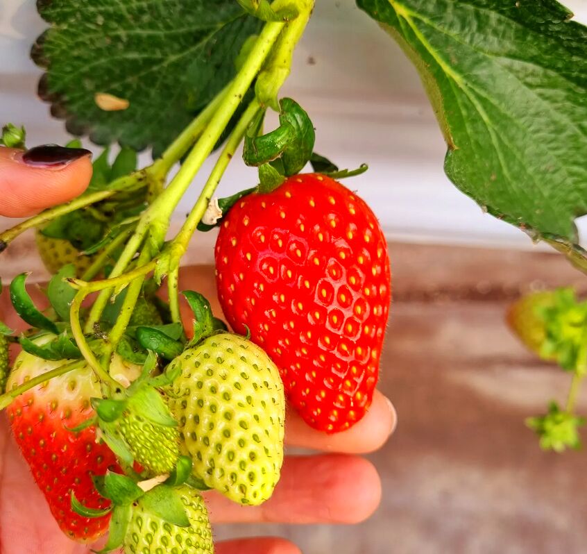 100 Merry Queen Korean Strawberry Fruit Seeds