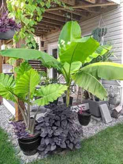 10 Potted Banana Garden Bonsai Organic Fruit Flores Healthy And Nutritious Food Fruits Dwarf Plant Seeds