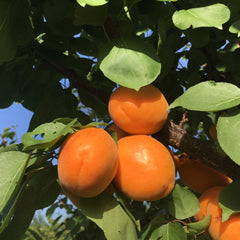 10 Apricot Fruit Tender Varieties Tree Planted Spring Farm Seeds
