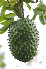 10 SOURSOP Graviola Guanabana Annona muricata Seeds