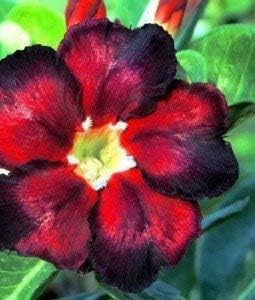 10 Thai Black Red Adenium Obesum (Desert Rose) Seeds Fresh Flower New Seeds (Original Thai Seeds)