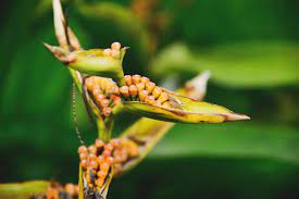 10 Bird of Paradise Flower Seeds. Strelitzia reginae, crane flower, ornamental plant Seeds (Asia Flower)