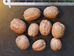 10 Bismarck Palm Bismarckia nobilis Seeds (Palm Seeds)