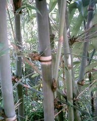 100 Bambusa burmanica Gamble Bamboo Seeds (Thysostachys siamensis Gamble)