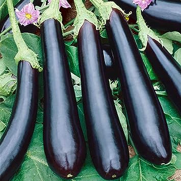 100 Black Long Eggplant Vegetable Flores Non-gmo Heirloom Seeds (Vegetable Potted Plants)