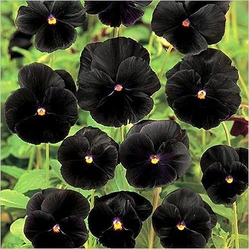 100 Black Pansy Seeds Perennial Butterfly Flowers (Viola Cornuta Sorbet Series)