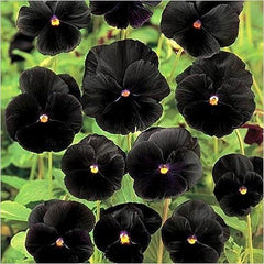 100 Black Pansy Seeds Perennial Butterfly Flowers (Viola Cornuta Sorbet Series)