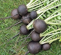 100 Black Spanish Radish Organic Heirloom Seeds (Vegetable)