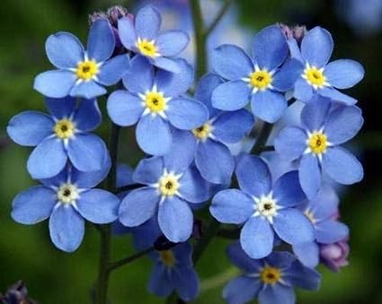 100 Forget Me Not Flower Seeds (Flower Plants)