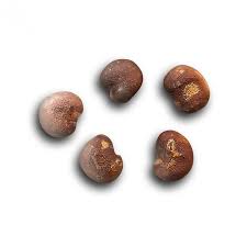 10 Baobab African Baobab Seeds Adansonia Digitata