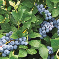 100 Duke Blueberries Perennial Dwarf Fruit Tree Seeds