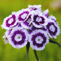 300 Purple White Dianthus Sweet William Flower Seeds