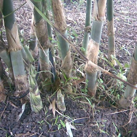 50 Bambusa burmanica Gamble Bamboo Seeds Thysostachys siamensis Gamble