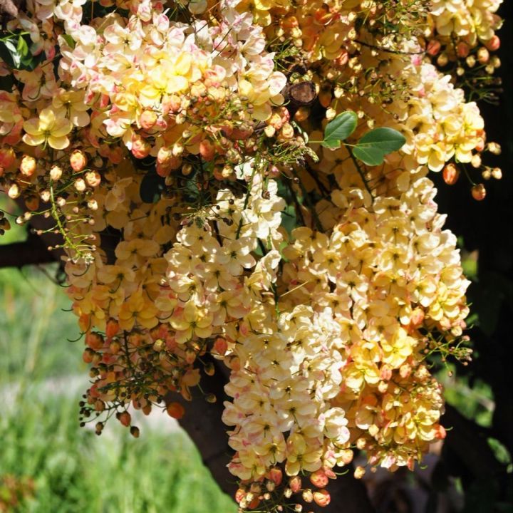 50 Orange Rainbow Cassia fistula Seeds Thai Golden Shower Tree Seeds