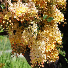 50 Orange Rainbow Cassia fistula Seeds Thai Golden Shower Tree Seeds