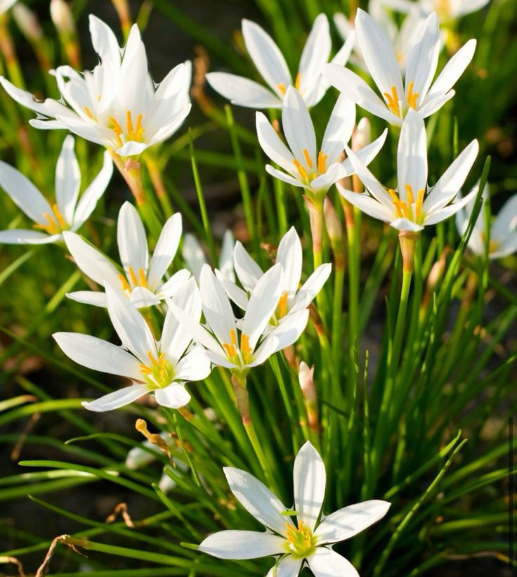 35 White Rain Lily Zephyranthes Flower Seeds