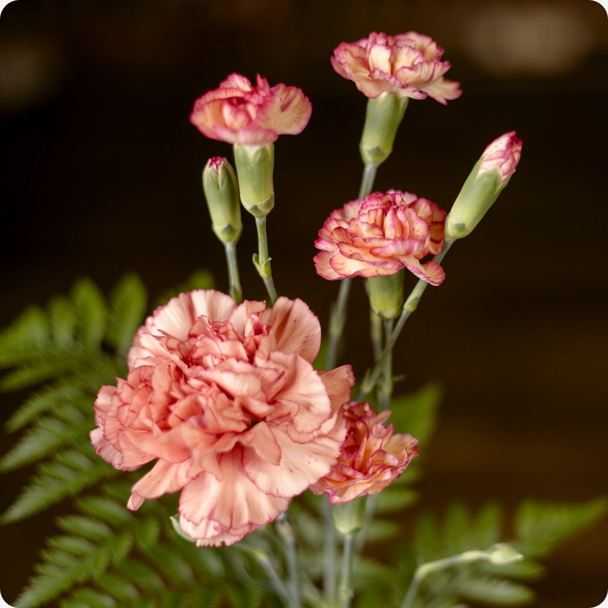 350 Chabaud Orange Sherbet Carnation Flower Dianthus Caryophyllus Seeds
