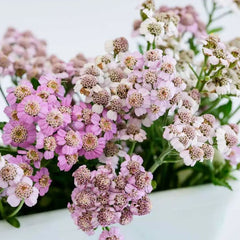 500 Purple Yarrow Flower Achillea Millefolium Seeds
