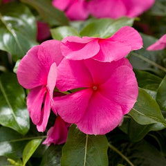 100 Pacifica Punch Vinca Flower Seeds Madagascar Periwinkle