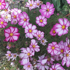 500 Candy Strip Cosmos Flower Seeds