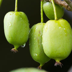 30 Issai Kiwi Fruit Tree Seeds
