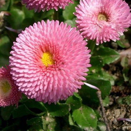 500 Bright Carpet English Daisy Flower Seeds