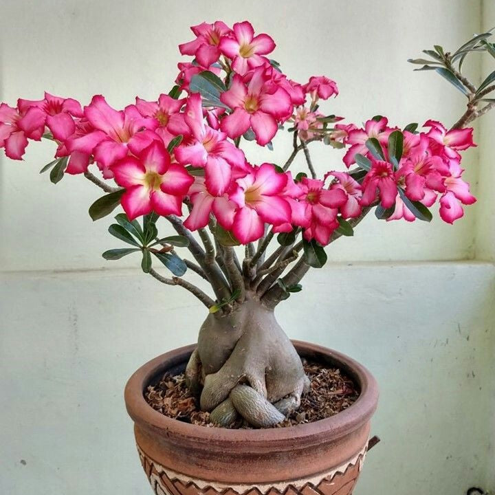 15 Thai Pink 1 Layer Adenium Obesum Desert Rose Seeds