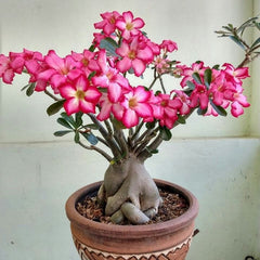 15 Thai Pink 1 Layer Adenium Obesum Desert Rose Seeds