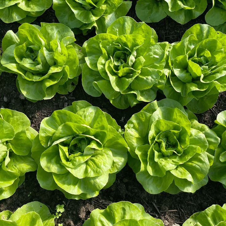 300 Tom Thumb Lettuce Vegetable Seeds