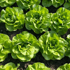 300 Tom Thumb Lettuce Vegetable Seeds