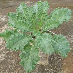 300 Siberian Kale Brassica Napus Vegetable Seeds