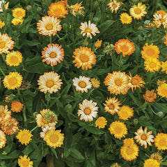 500 Oopsy Daisy Flower Seeds