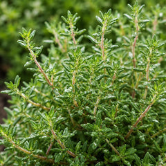 150 Thyme Herb Common Thymus Vulgaris Seeds