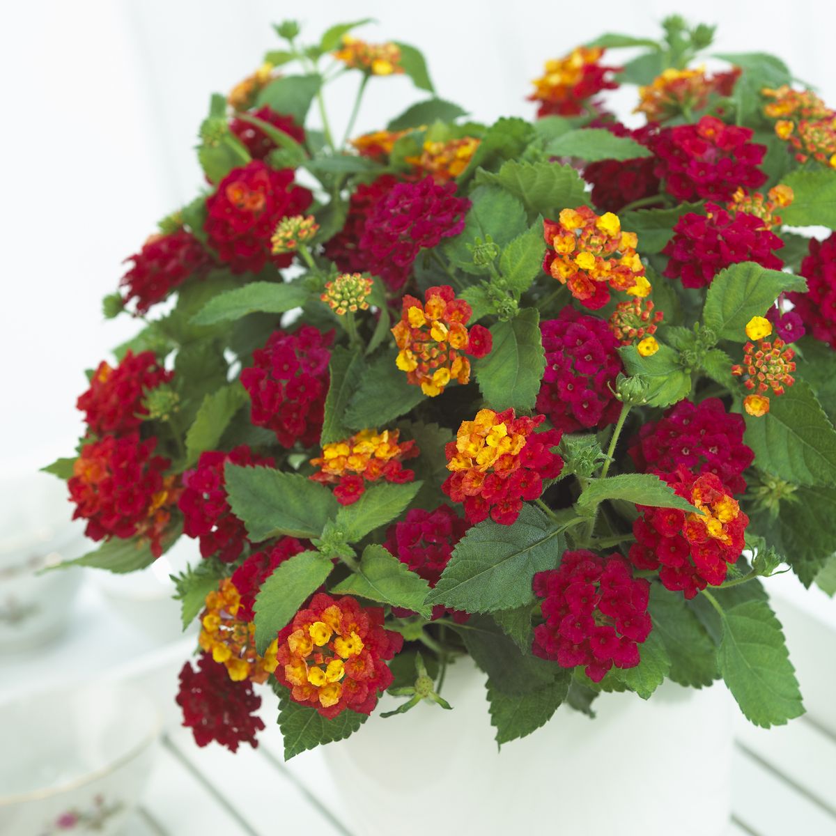 100 Dark Red Lantana Camara Flower Seeds