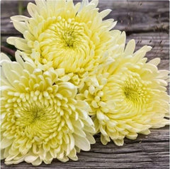 200 Vanilla Haze Chrysanthemum Flowers Seeds