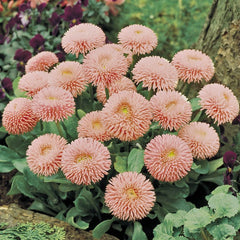Pink flowers with green leaves in a garden setting