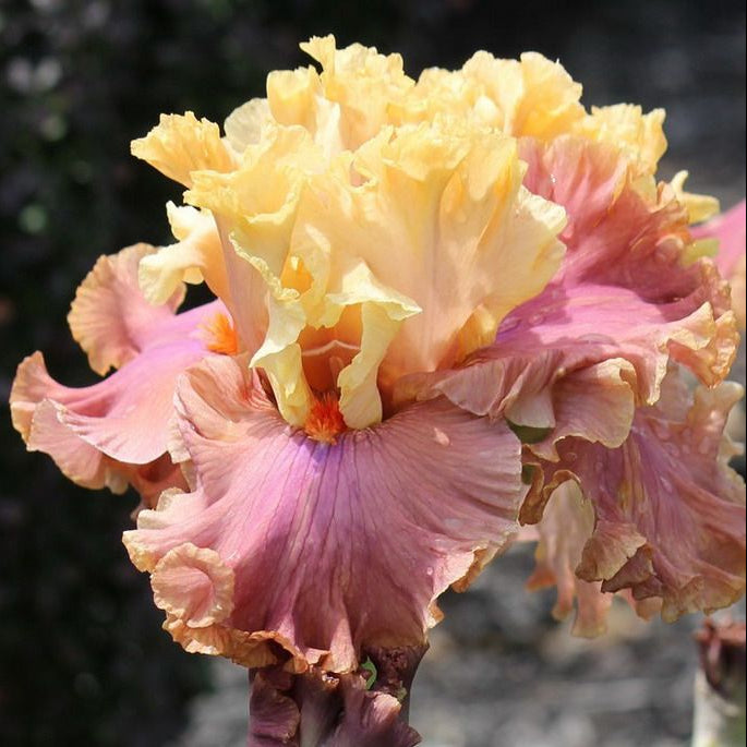 100 Glamazon Iris Seeds
