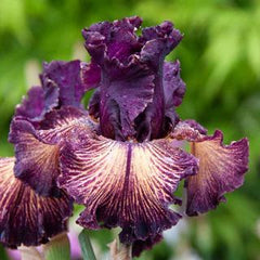 100 Drama Queen Iris Seeds