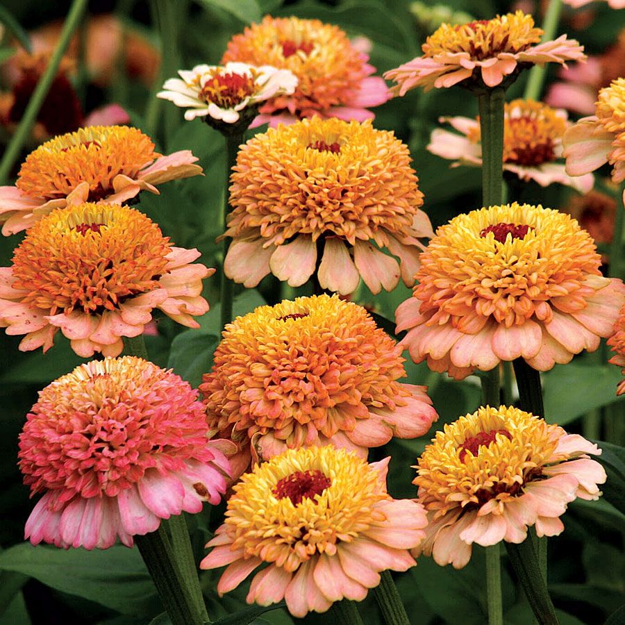 300 Orange Cupcake Zinnia Flower Seeds