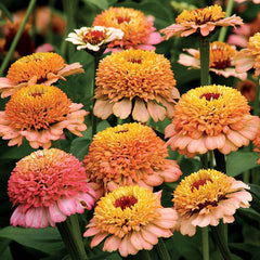 300 Orange Cupcake Zinnia Flower Seeds