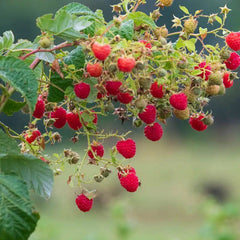 100 Crimson Red Raspberry Seeds