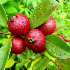 40 Strawberry Guava Apple Psidium Guajava Seeds
