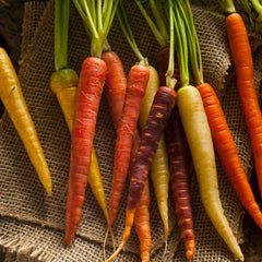 Assorted colorful carrots on a rustic fabric background