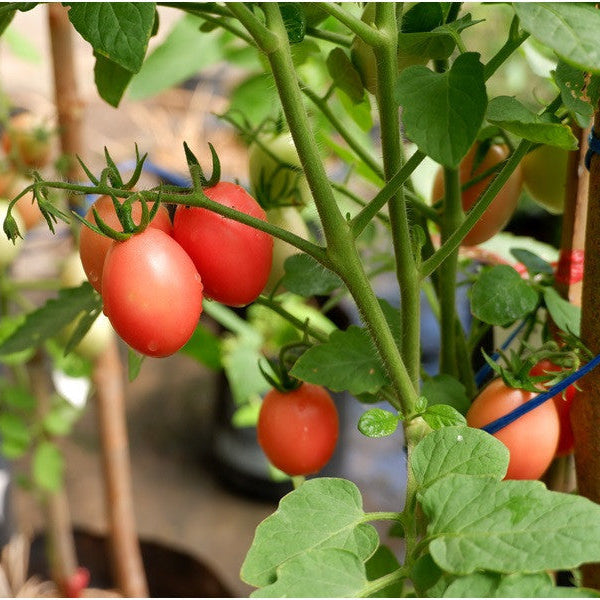 Tomatoes growing on a plant with a blurred garden background