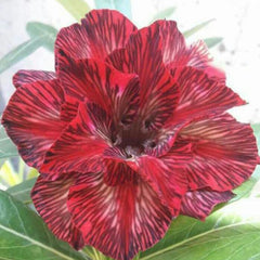 15 Thai Red Striped Adenium Obesum Desert Rose Seeds