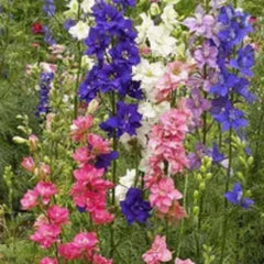 100 Imperial Rocket Larkspur Assorted Colors Imperial Rocket Larkspur Flower Seeds