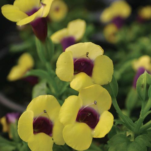 300 Gilded Grape Torenia Wishbone Flower Seeds