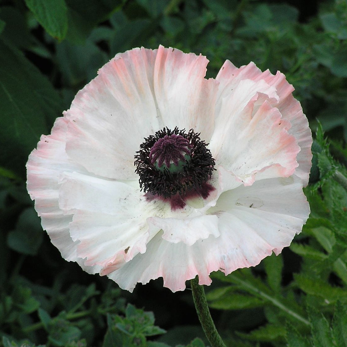 White and pink flower with a dark center against a green leafy background