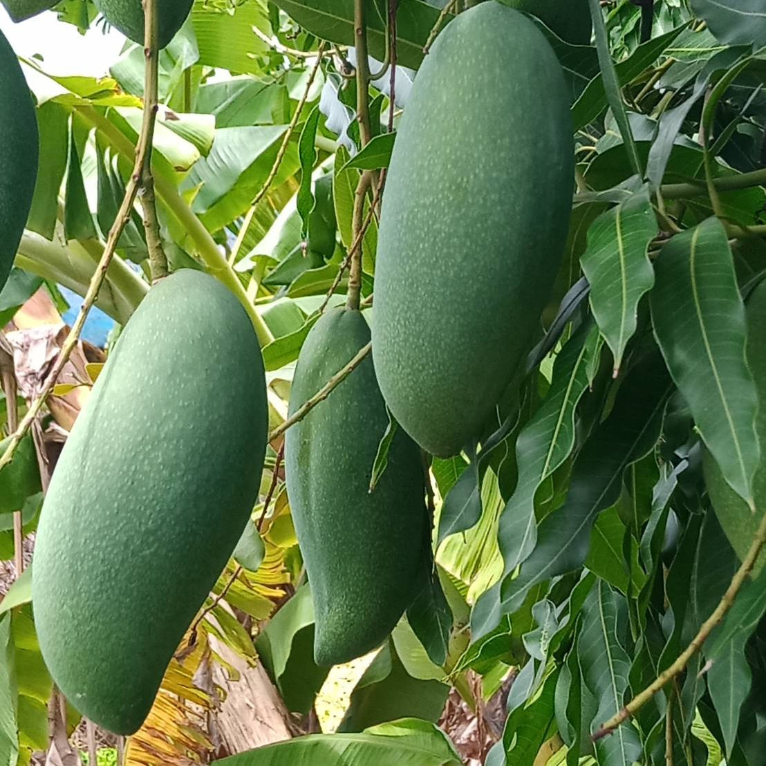 Green mangoes hanging from a tree with leaves