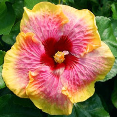 100 Cinderella Hibiscus Hardy Flower Perennials Seeds